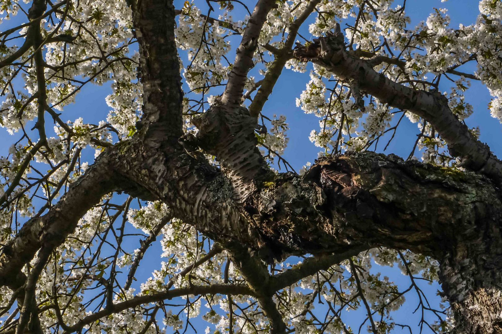 Junge Blüte auf altem Holz