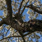 Junge Blüte auf altem Holz