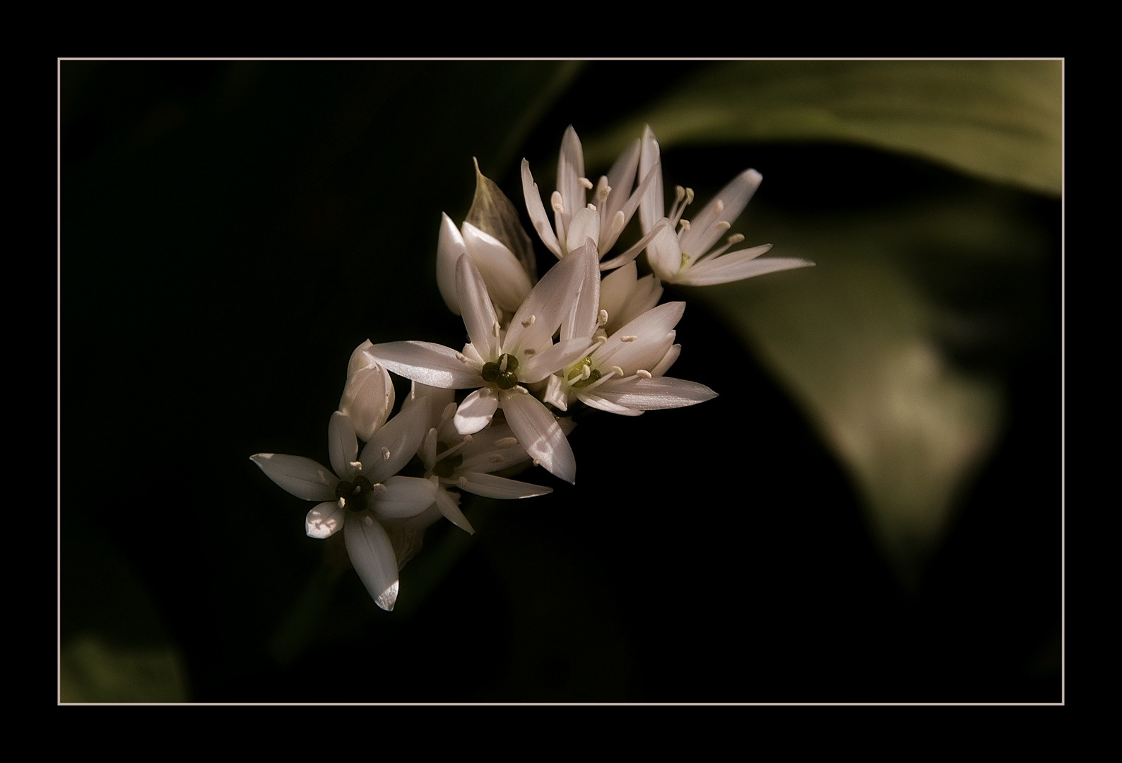 Junge blüte