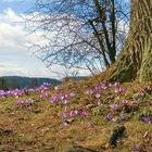 Junge Blüte und alter Baum