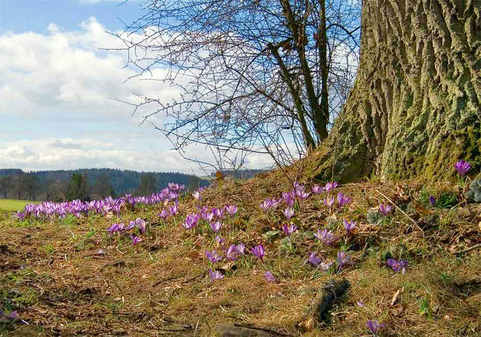 Junge Blüte und alter Baum