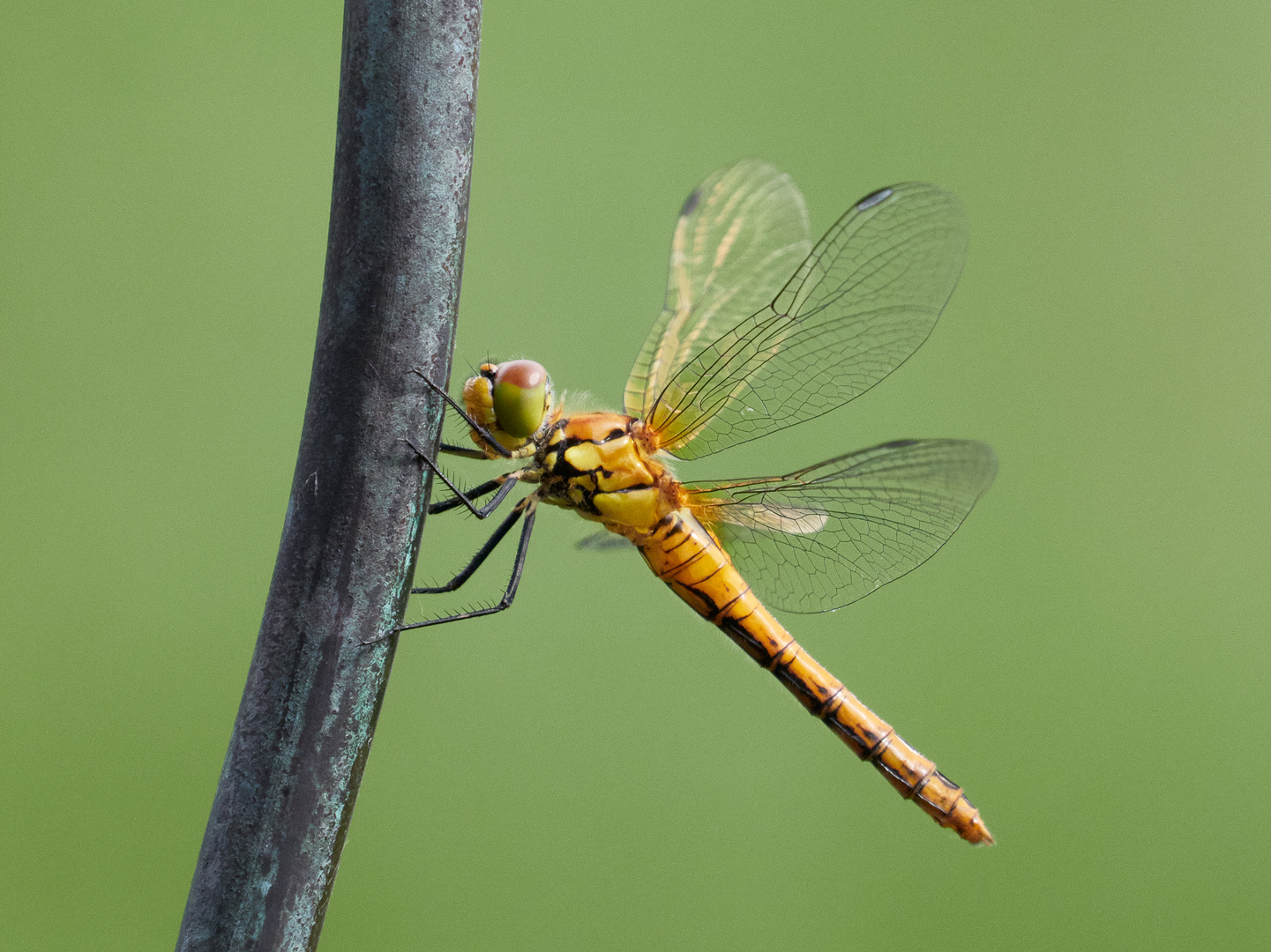 Junge, blutrote Heidelibelle - Sympetrum sanguineum