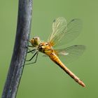 Junge, blutrote Heidelibelle - Sympetrum sanguineum