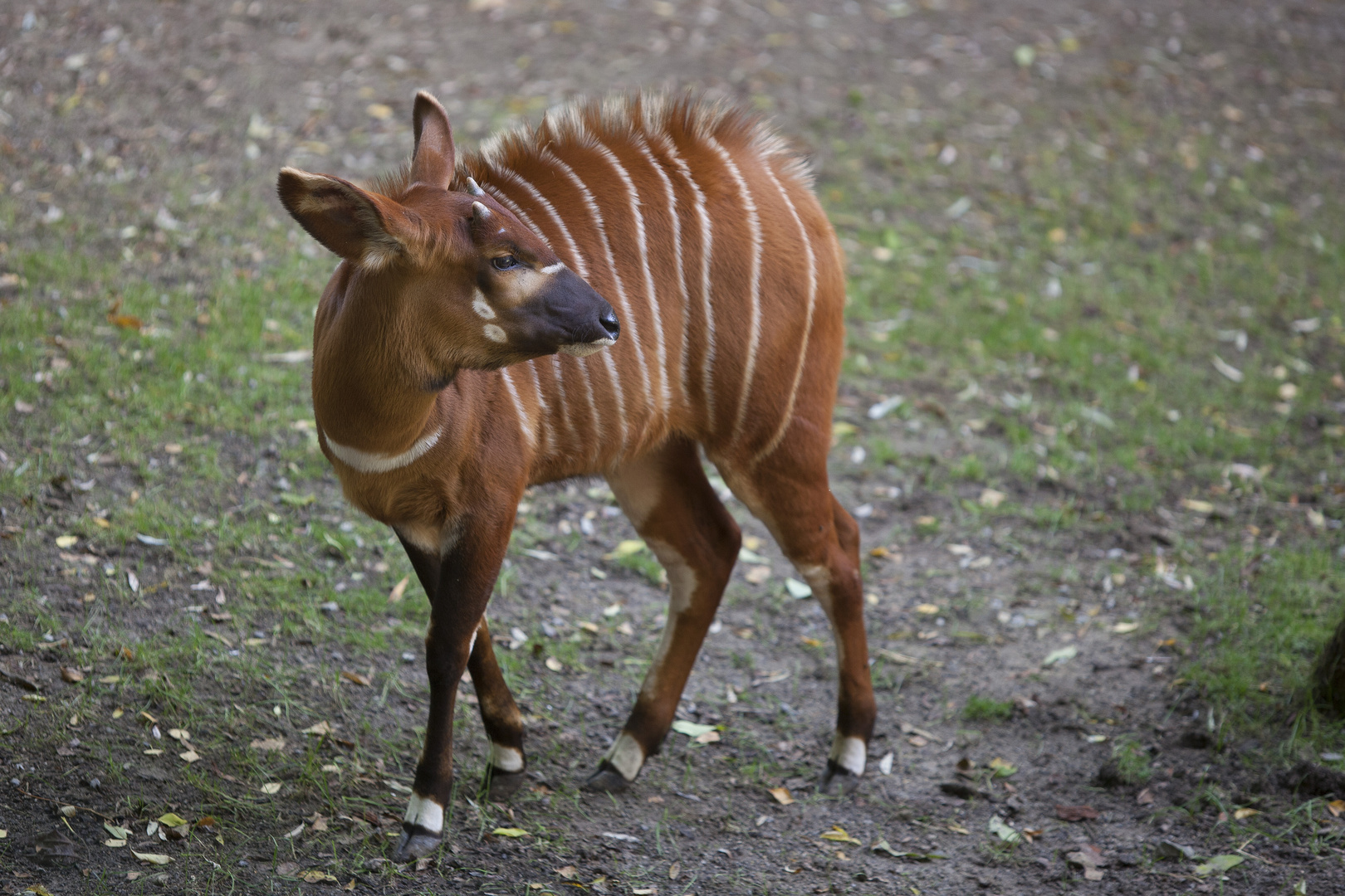 Junge Bongo Antilope IV