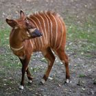 Junge Bongo Antilope IV