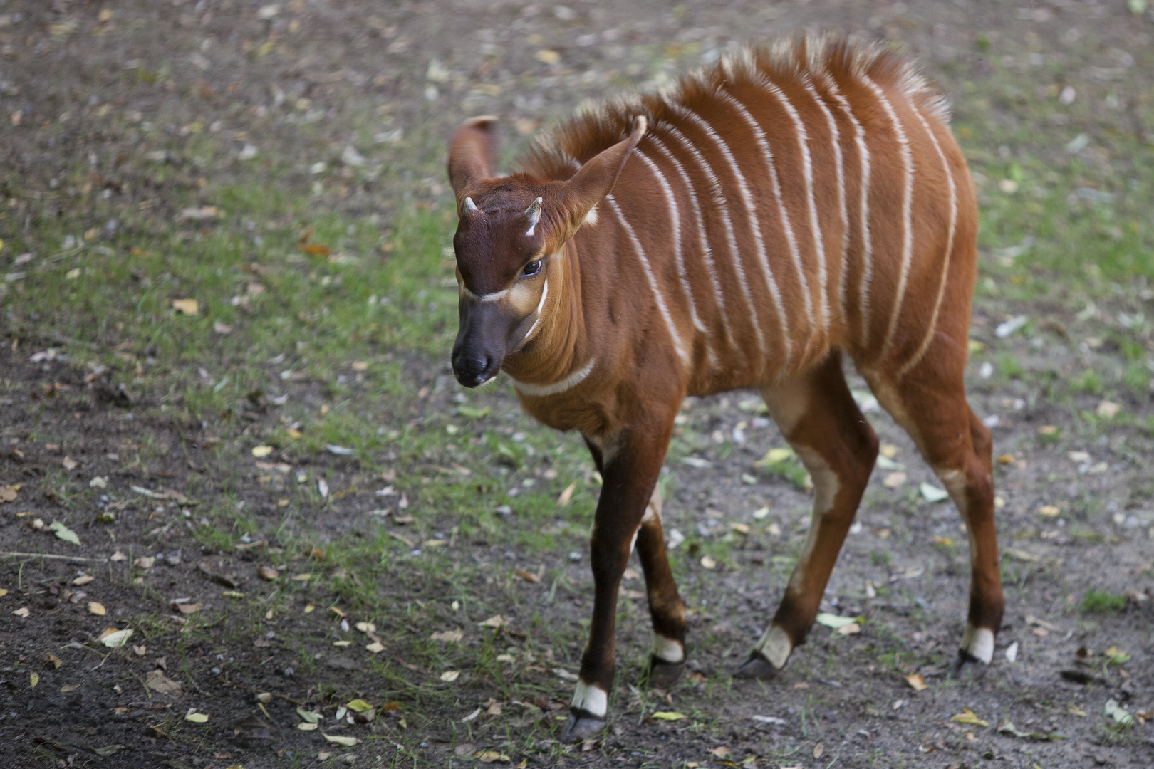 Junge Bongo Antilope V