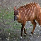 Junge Bongo Antilope V