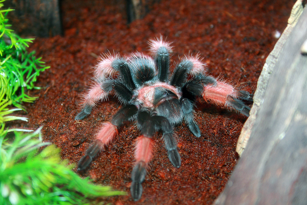 Junge Brachypelma Emilia ;-)