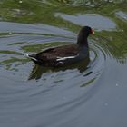 Junge, bräunliche Ente, auf Kreisen im Teich