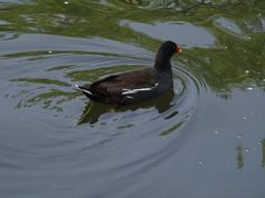 Junge, bräunliche Ente, auf Kreisen im Teich