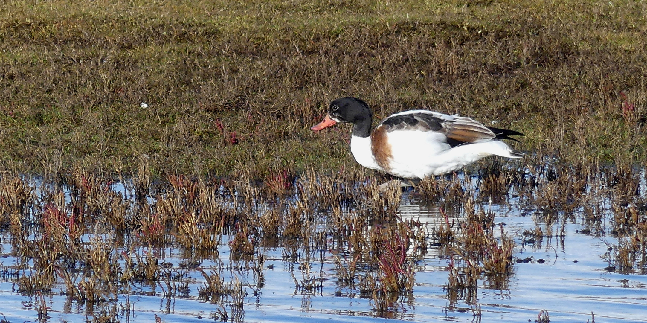 Junge Brandgans (Tadorna tadorna), weiblich