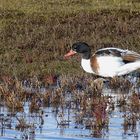 Junge Brandgans (Tadorna tadorna), weiblich