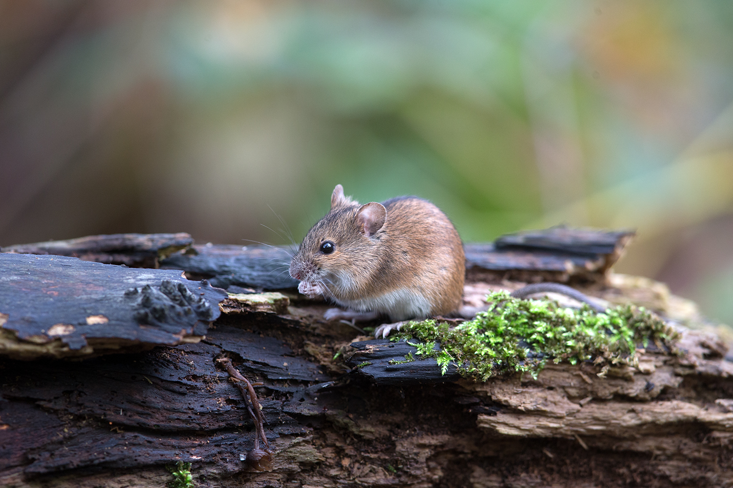 Junge Brandmaus bei der Nahrungssuche