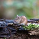 Junge Brandmaus bei der Nahrungssuche