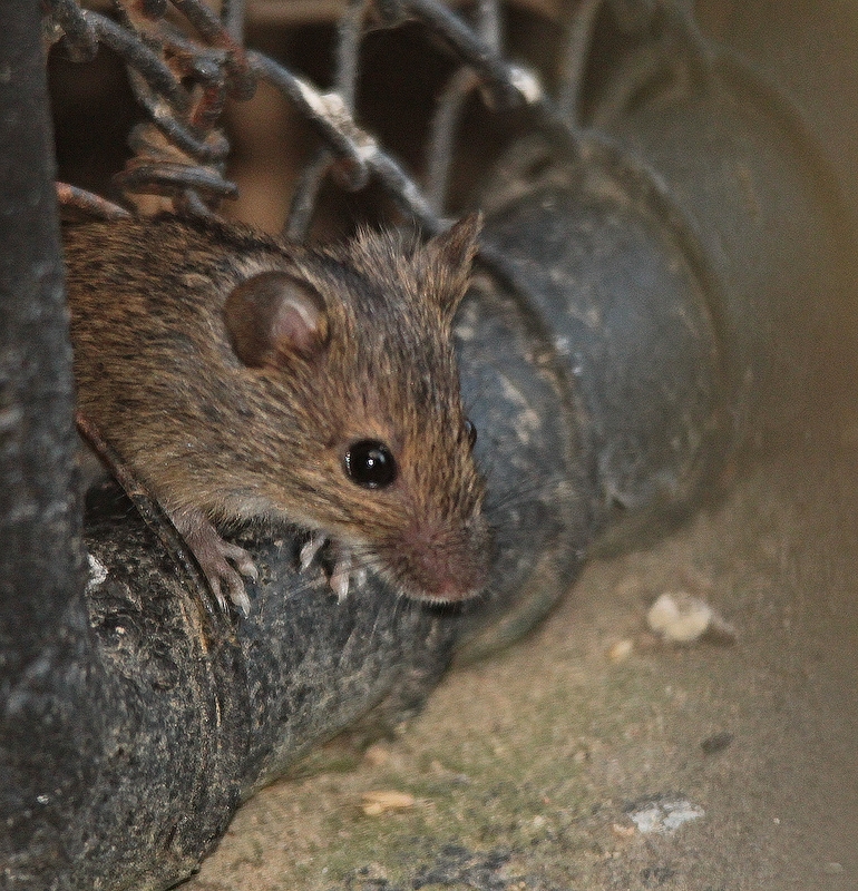 Junge Brandmaus