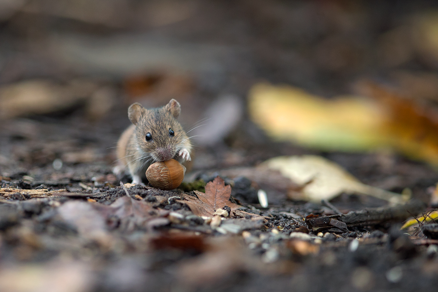 Junge Brandmaus mit Haselnuss