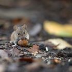 Junge Brandmaus mit Haselnuss