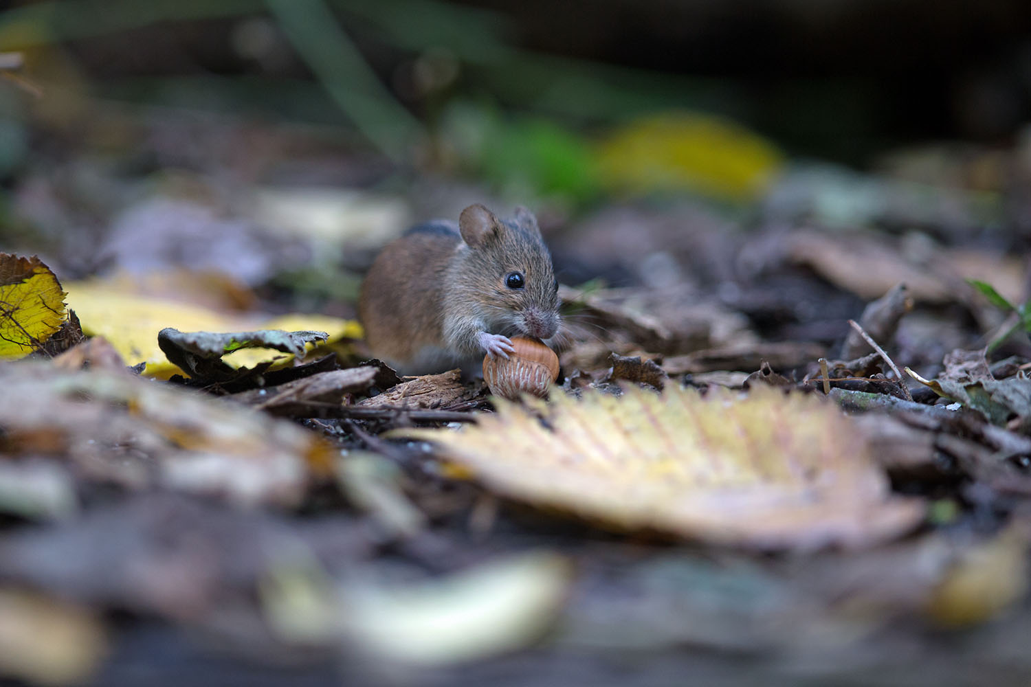 Junge Brandmaus mit Haselnuss