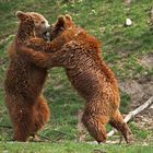Junge Braunbären beim Spielen