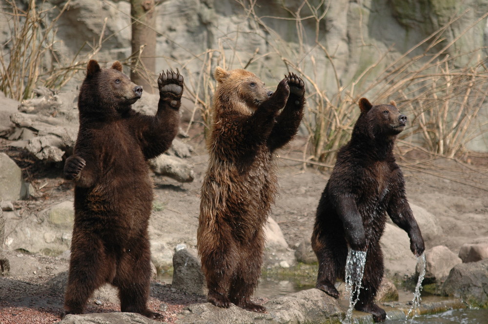 Junge Braunbären im Tierpark Hagenbeck