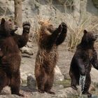 Junge Braunbären im Tierpark Hagenbeck