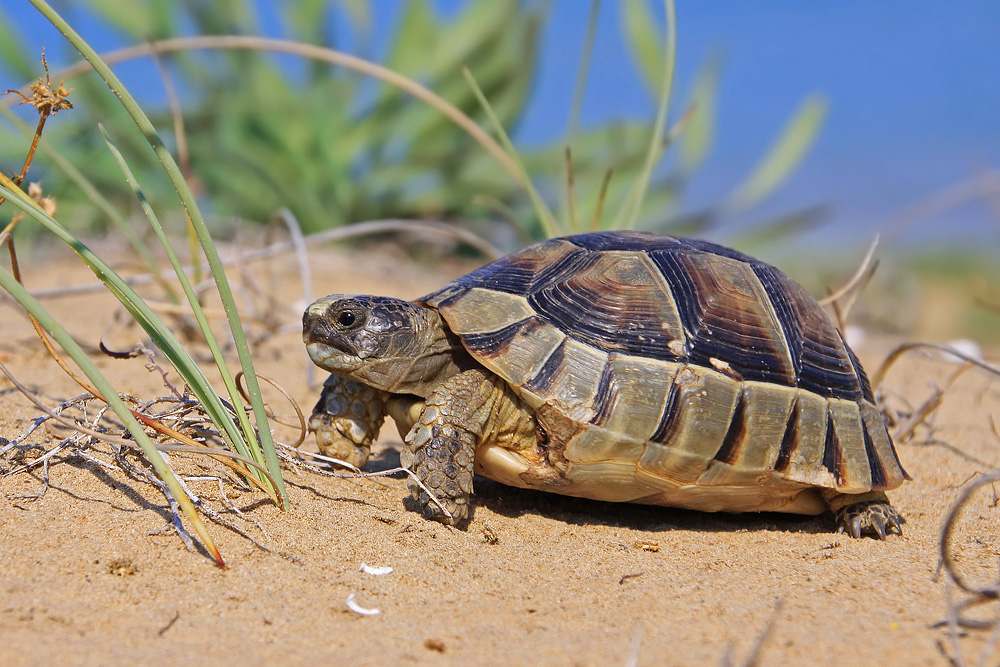 Junge Breitrandschildkröte im Dünenhabitat