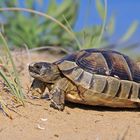 Junge Breitrandschildkröte im Dünenhabitat