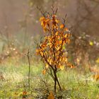 Junge Buche im Morgenlicht