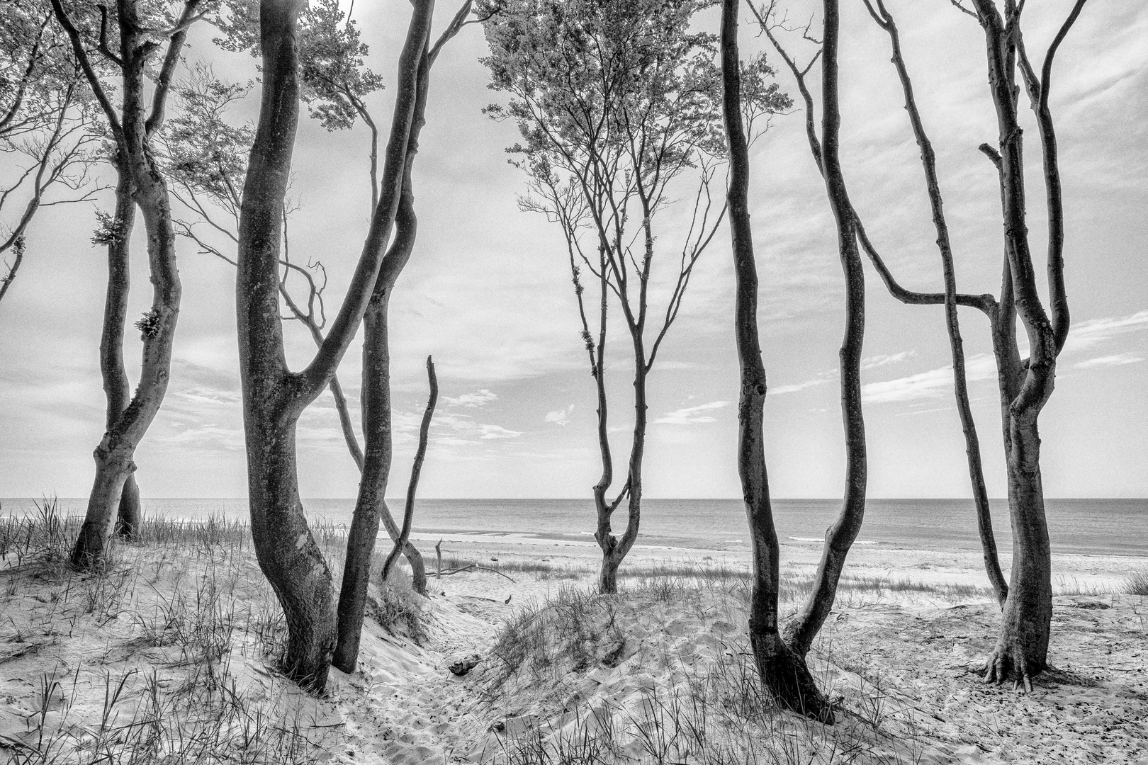 Junge Buchen vor der Ostsee