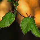 junge Buchenblätter im abendlichen Gegenlicht