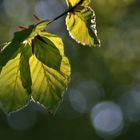 junge Buchenblätter im Gegenlicht