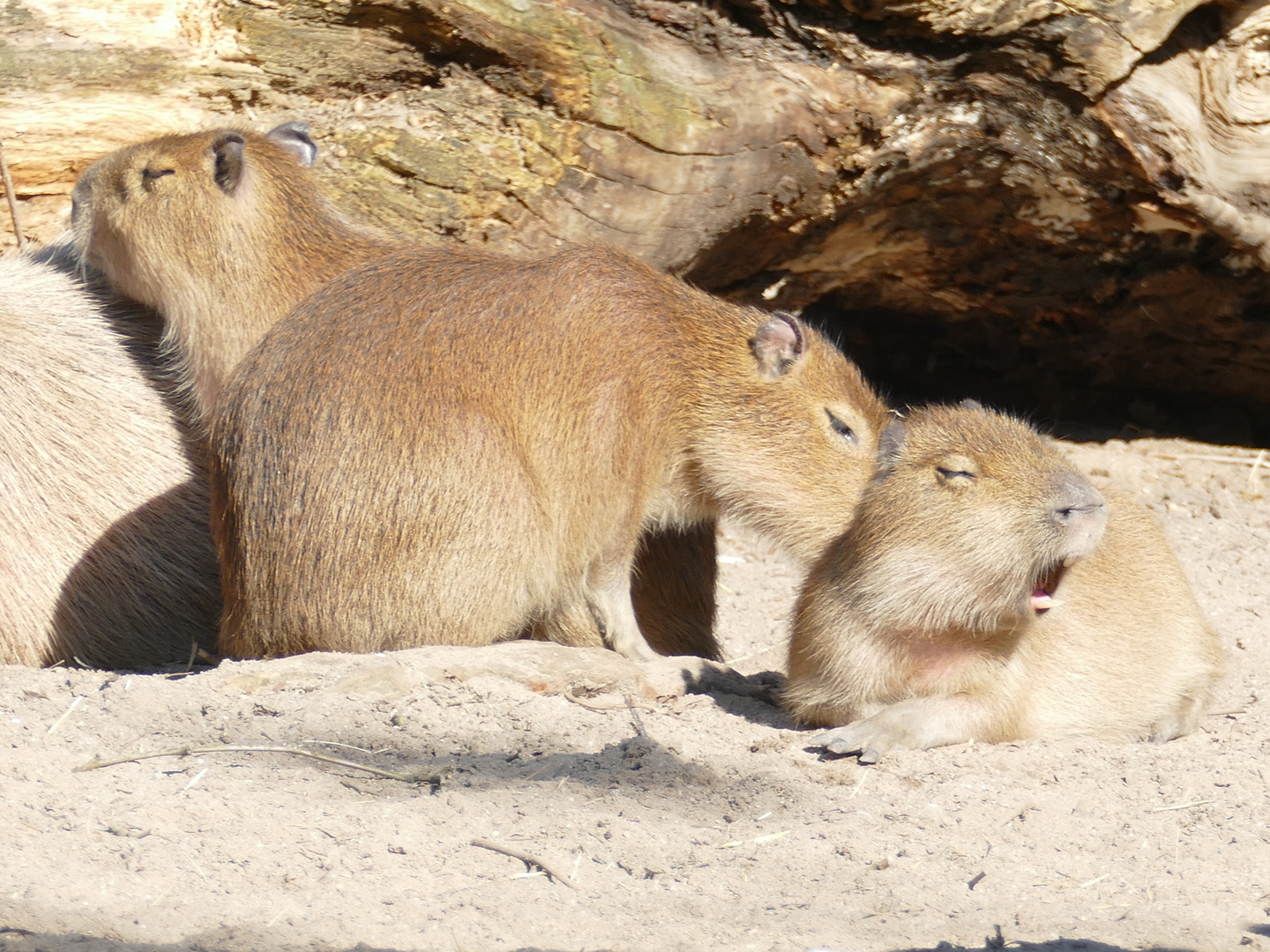 junge Capybaras im Krefelder Zoo