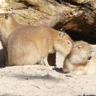 junge Capybaras im Krefelder Zoo