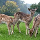 Junge Damhirsche im Wildpark