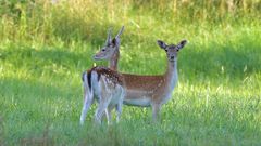 Junge Damhirsche in Hemmersdorf