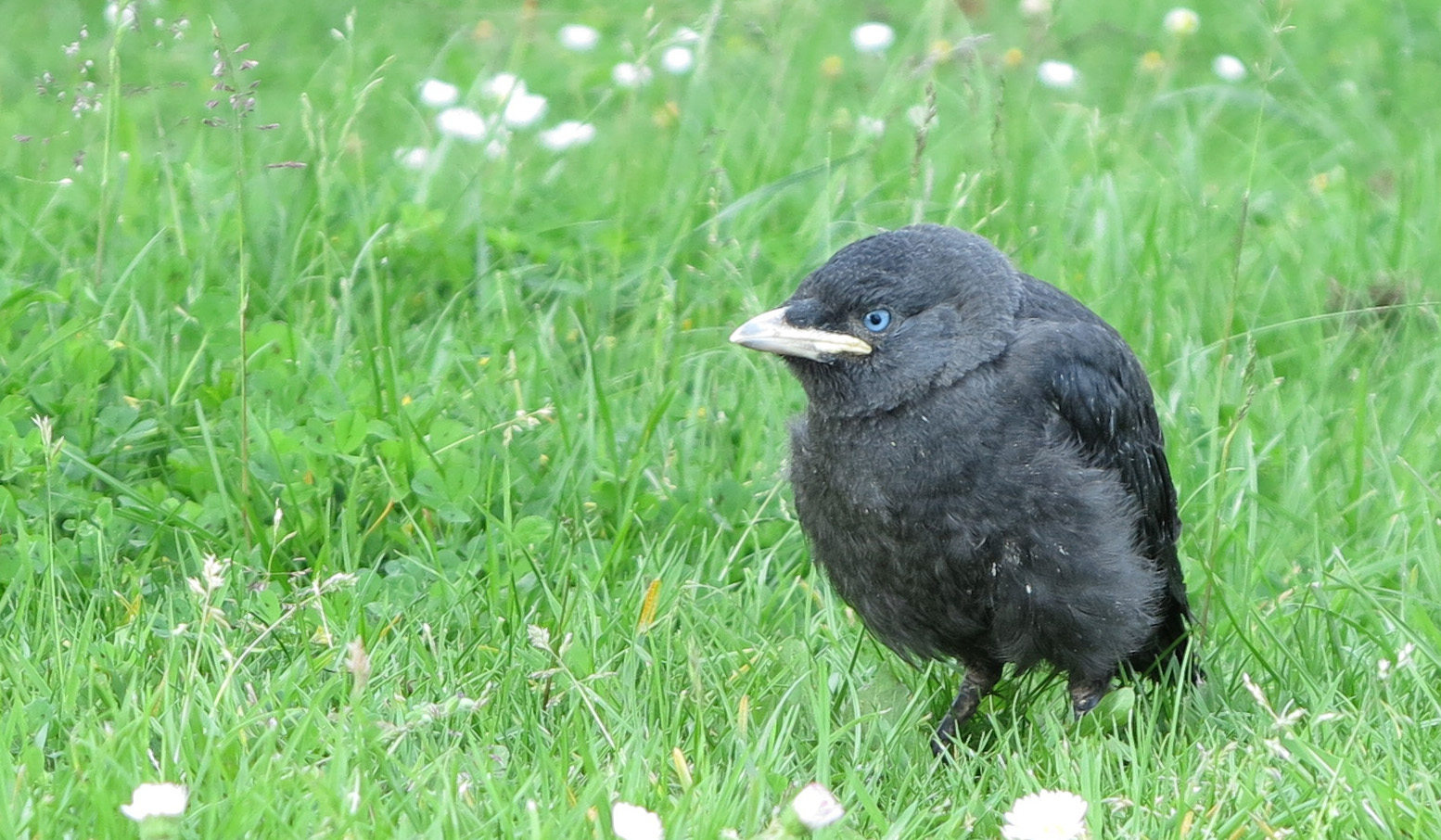 Junge Dohle Foto & Bild | tiere, wildlife, wild lebende vögel Bilder ...