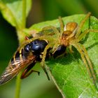 Junge Dolomedes fimbriatus mit Beute