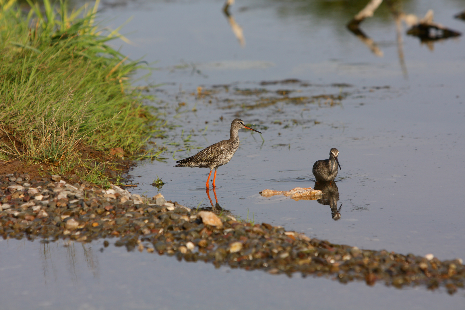 junge Dunkle Wasserläufer bei der Jagd nach Stichlingen