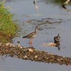 junge Dunkle Wasserläufer bei der Jagd nach Stichlingen