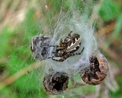 junge Eichblatt-Radspinne