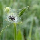 Junge Eichblattspinne im Morgentau