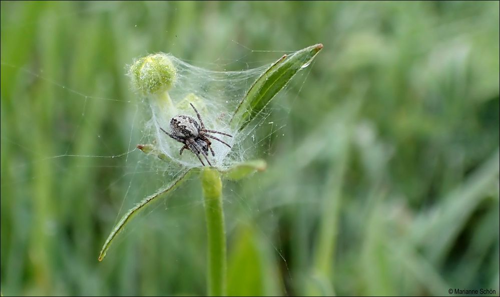 Junge Eichblattspinne im Morgentau