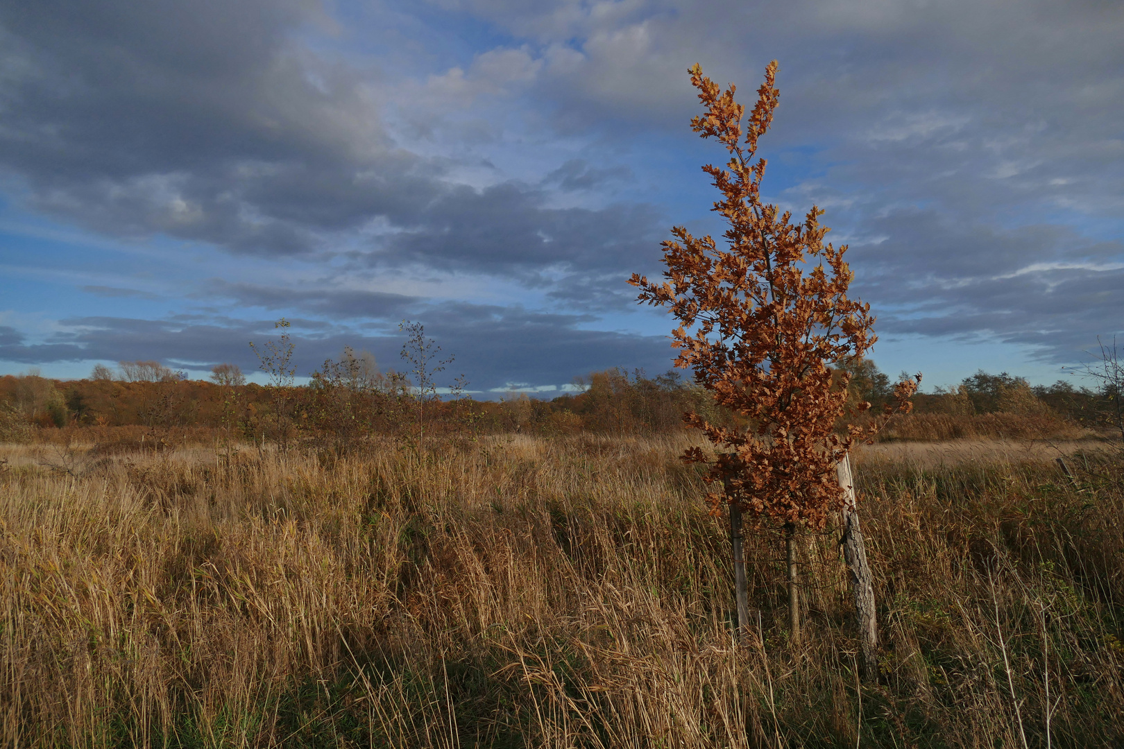 Junge Eiche im Herbstkleid