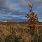 Junge Eiche im Herbstkleid