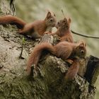 Junge Eichhörnchen