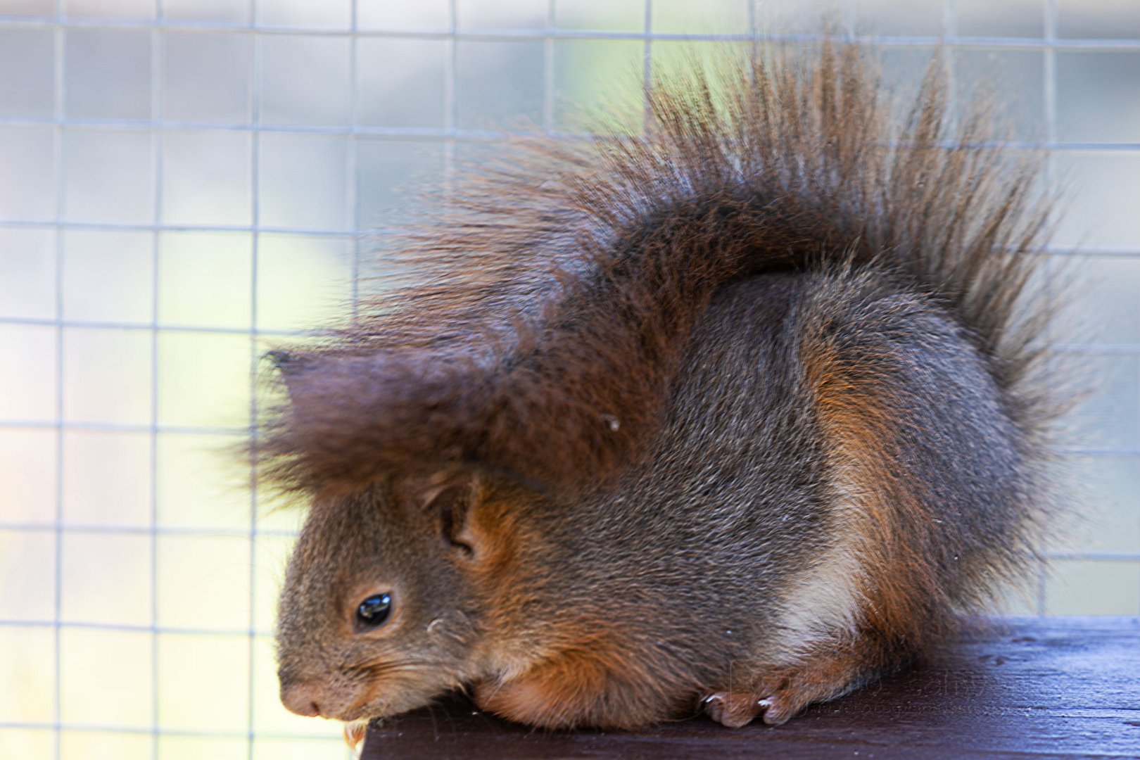 Junge Eichhörnchen... das da unten sieht ja lecker aus