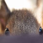 Junge Eichhörnchen... kuckuck