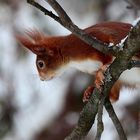 Junge Eichhorndame mit Attraktion, Biosphärengebiet schw. Alb, Dettingen a.d.Erms