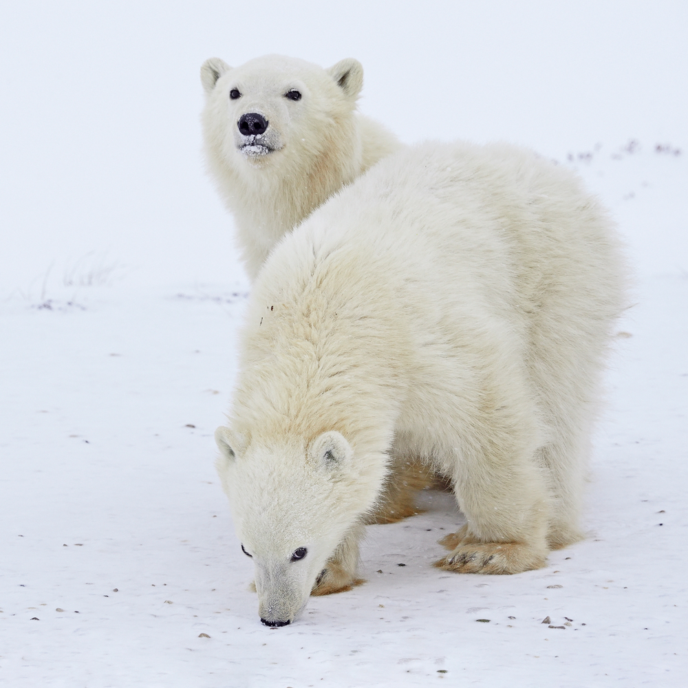 Junge Eisbären Foto & Bild | natur, eisbär, kanada Bilder auf fotocommunity