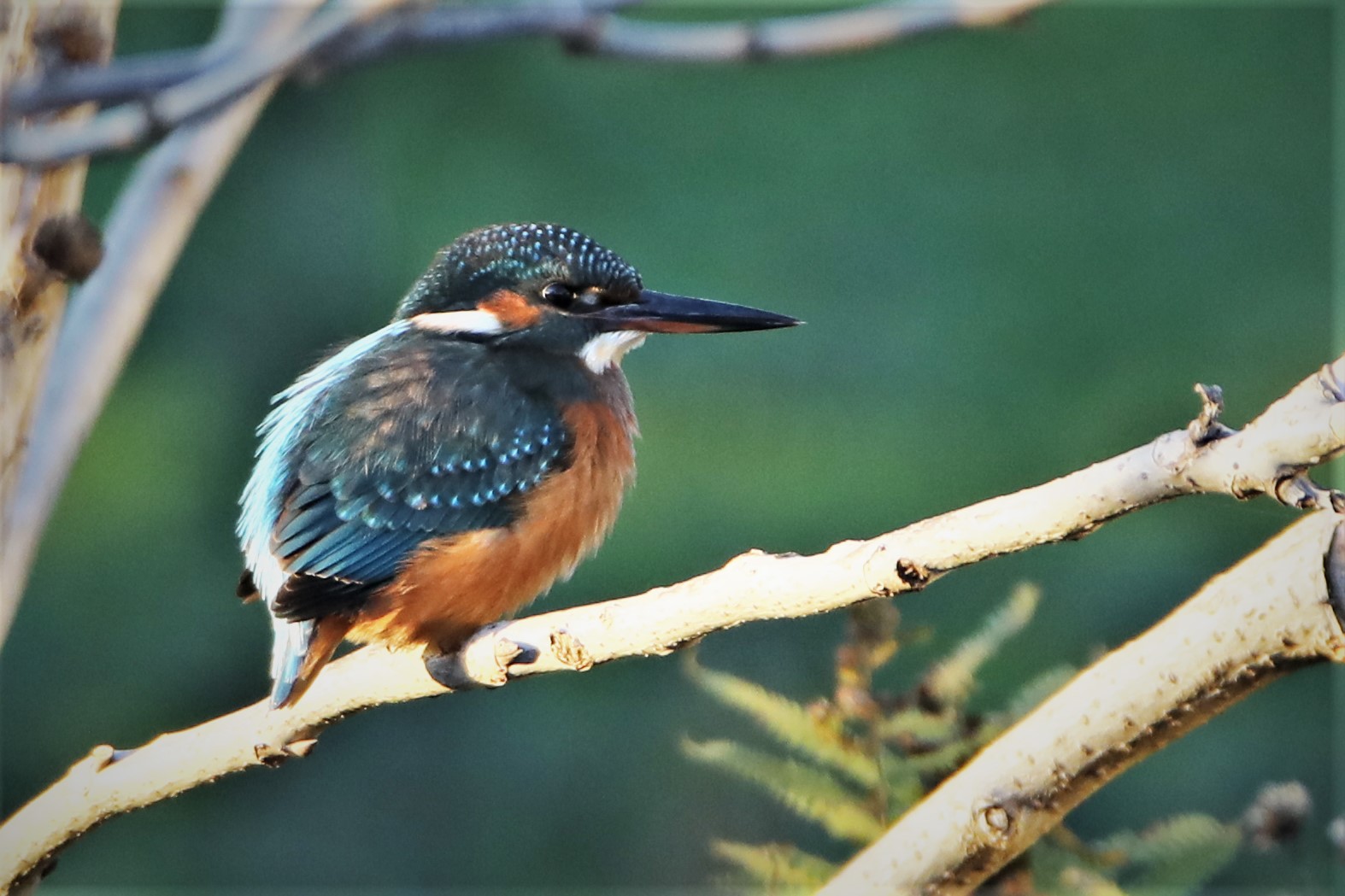 Junge Eisvogeldame